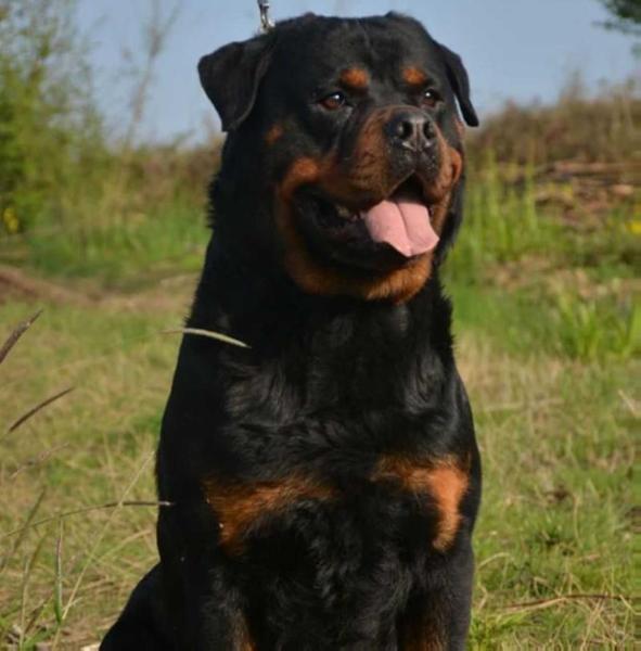 rembo von ics kennel | Rottweiler 