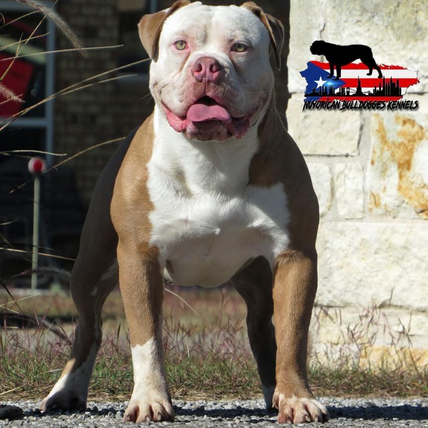 Nuyorican Bulldogges Melo | Olde English Bulldogge 