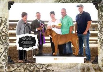 Cymba Z Orisku | Dogue de Bordeaux 