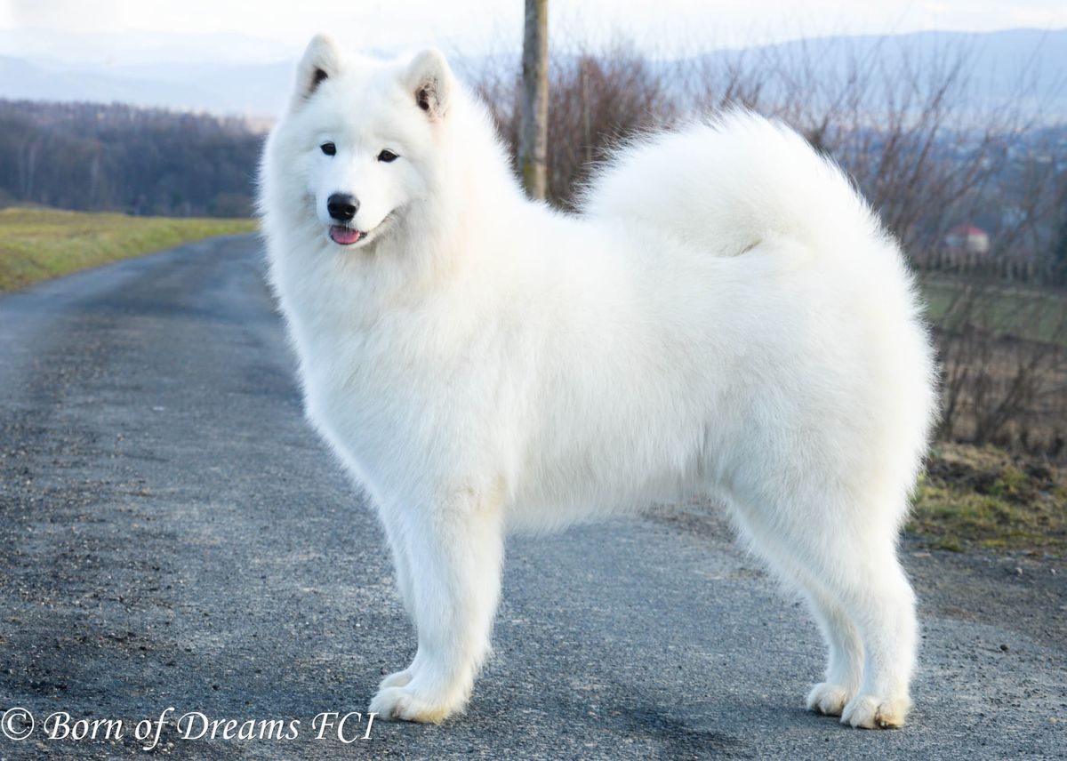 CIARA Born of Dreams | Samoyed 