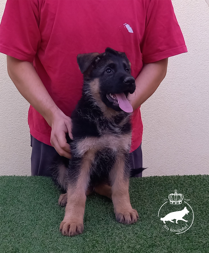 Achillea aus Königsdorf | German Shepherd Dog 