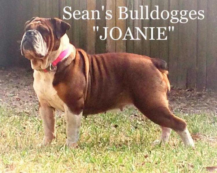 Sean's Joanie | Olde English Bulldogge 