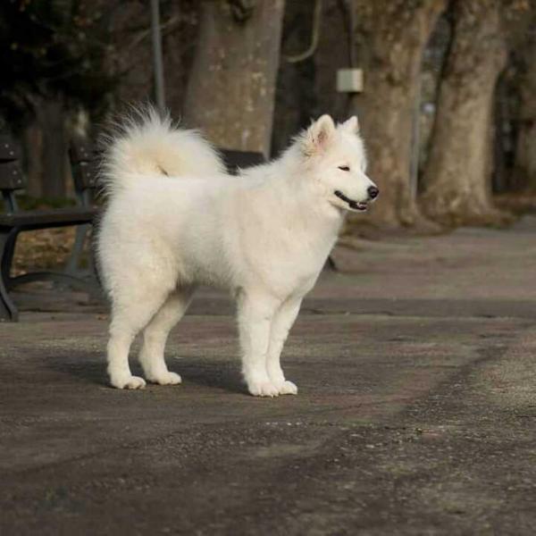 Grand Smile I'm Miss Perfection | Samoyed 