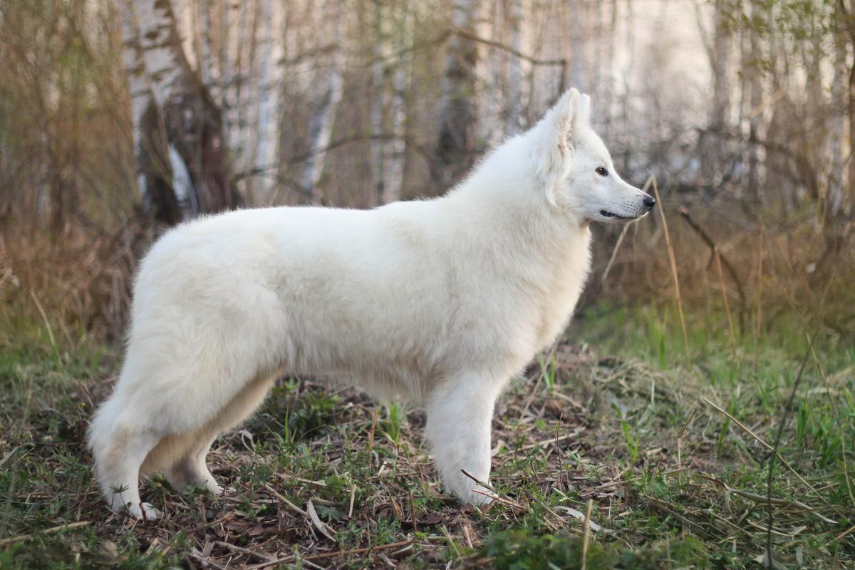 Svyataya Alfeya Fantasy | White Swiss Shepherd Dog 