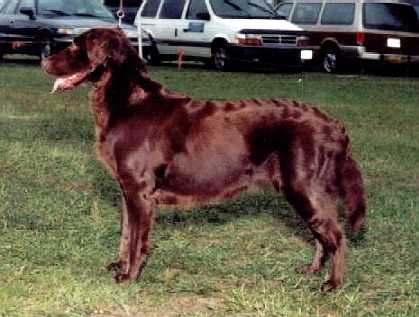 Whisper Winds Always Harmony | Flat-Coated Retriever 