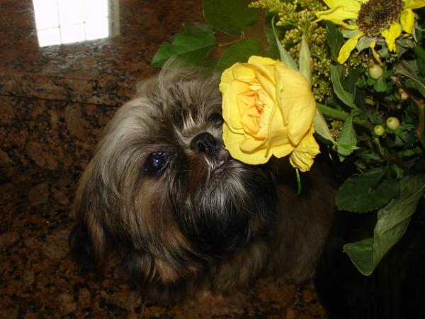 Angelbaby Cinnamin | Shih Tzu 