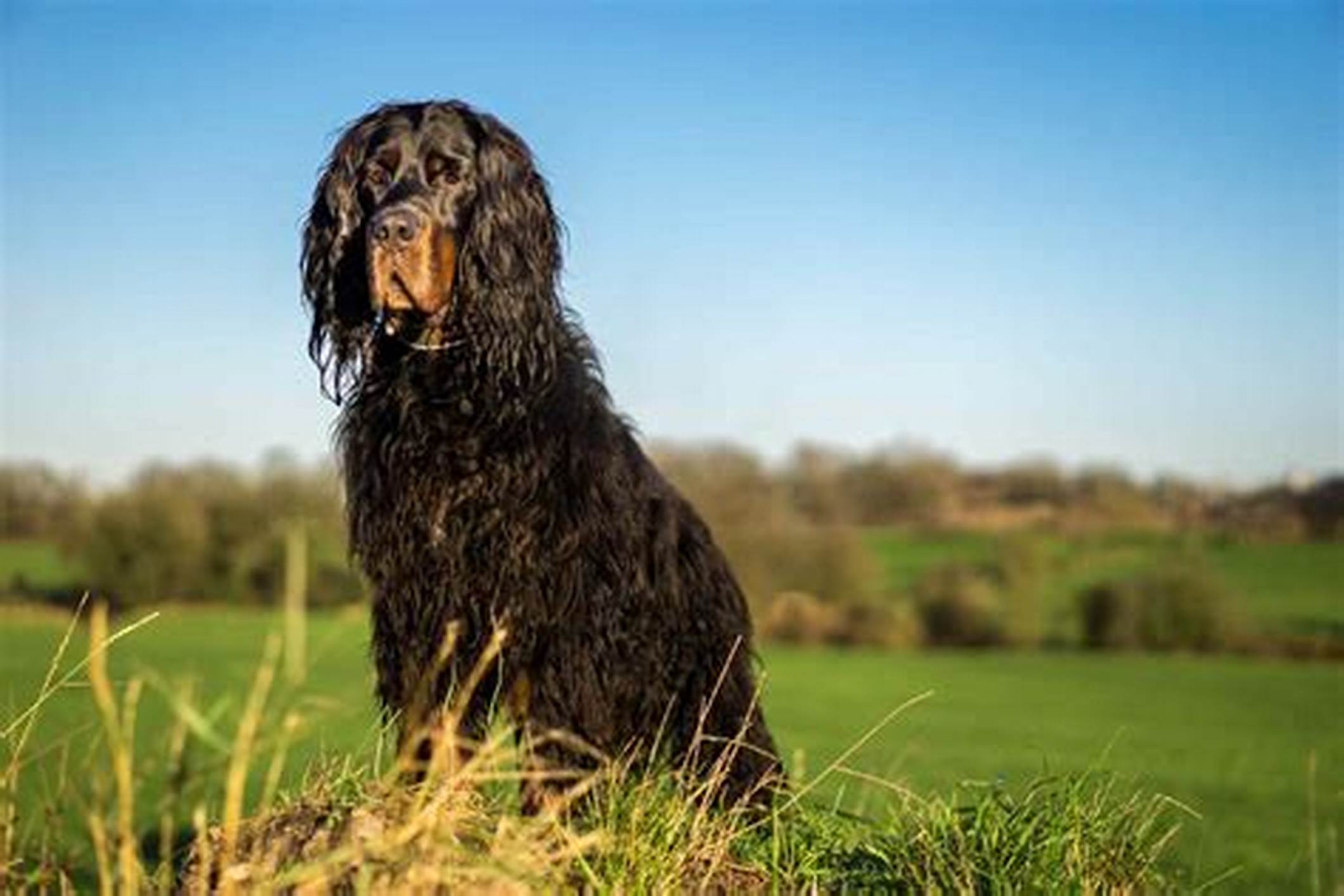 GORDON SETTER