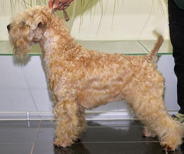 Bon Aquarel Mixed Blessing | Soft Coated Wheaten Terrier 