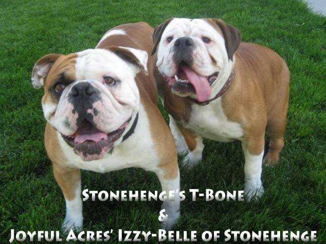 StoneHenge's T Bone | Olde English Bulldogge 