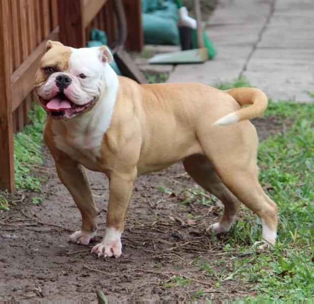 Deep South Noni of Wyatt's | American Bulldog 