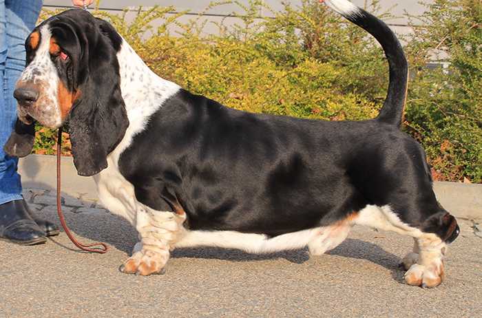 ENRICCO GRAND GRADES | Basset Hound 