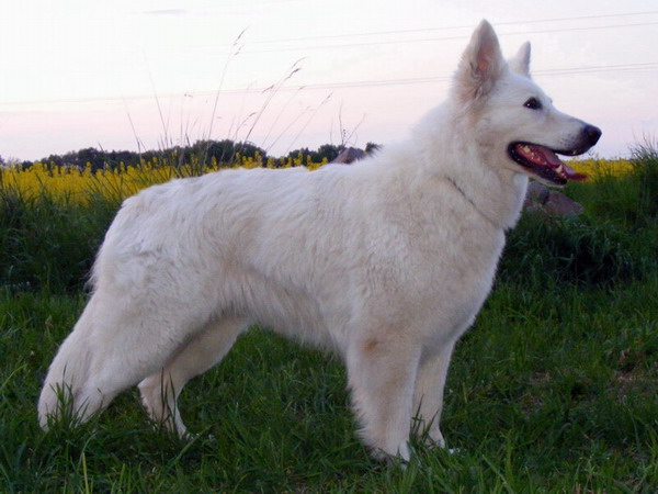 Apolena u Panáka | White Swiss Shepherd Dog 
