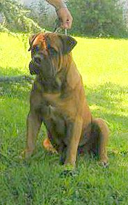 Shaq Kennel A Spagnol | Bullmastiff 