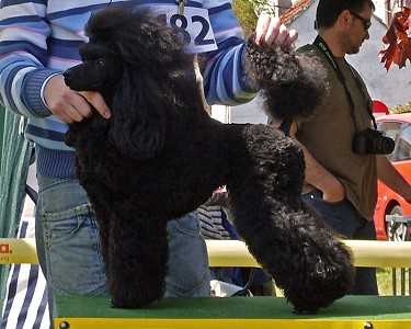 Jasenak Dangerous Lady | Poodle 