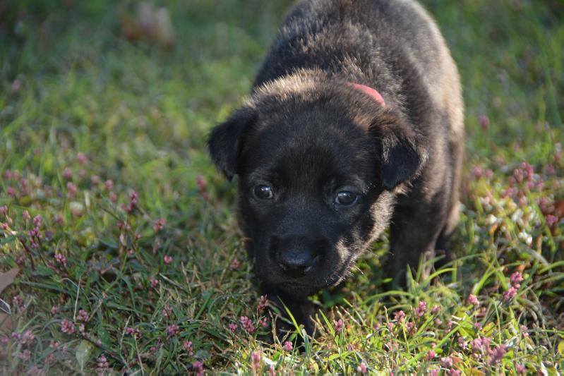 E'Koa Of Cavalier K9 | Dutch Shepherd 