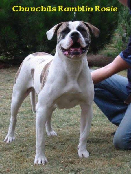 Churchill's Ramblin Rosie | American Bulldog 