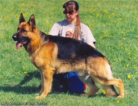 Jando vom Michelstädter Rathaus | German Shepherd Dog 