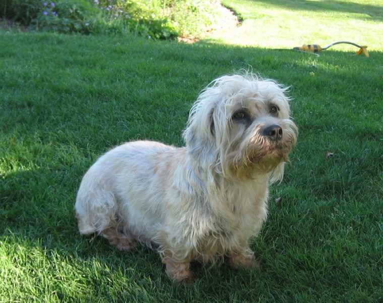 Finloren Fantasia at Mishahda | Dandie Dinmont Terrier 