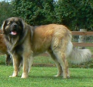 Fortnagael Highland Chief | Leonberger 