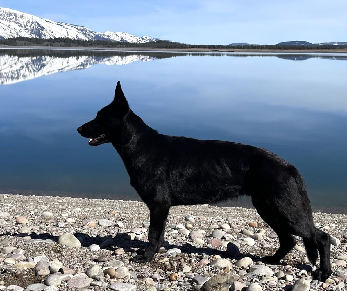 Dazzle Z Vogerland Vom BOS | German Shepherd Dog 