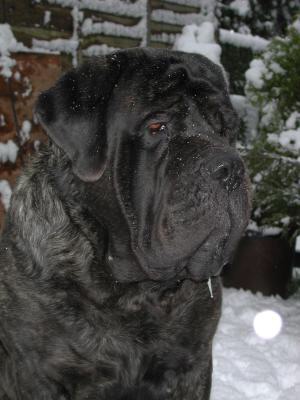 Beezaville coram judice | Mastiff 