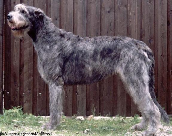 Wolfhouse Pergolesi | Irish Wolfhound 