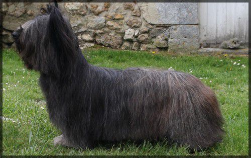 V.i.p-Of-The-Sixteen's des Vallees Engissoises | Skye Terrier 