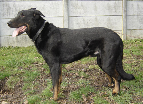 Syrrius Namir des Gardiens de l'Ombre | Beauceron 