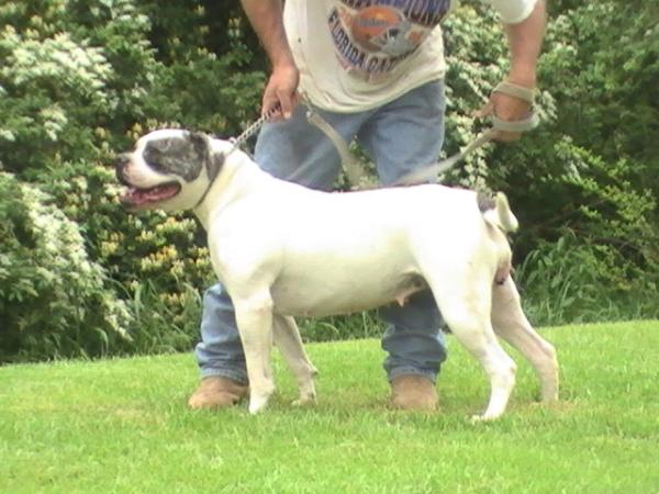 Kindt's Sugar Tuffy Bou of JDJ | American Bulldog 