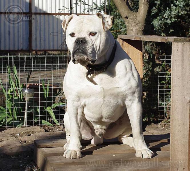 PACIFIC PATRIOT | American Bulldog 