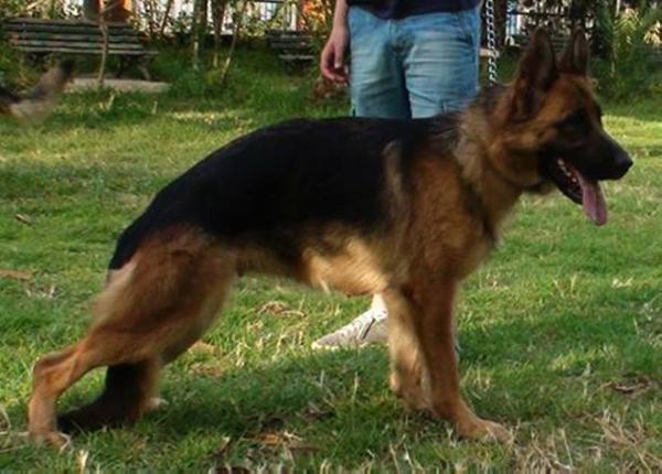 Genna De La Petite Commune | German Shepherd Dog 