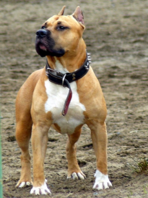 Dark Soul Elisha | American Staffordshire Terrier 
