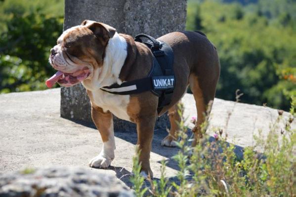 Bullforce Gomez | Olde English Bulldogge 