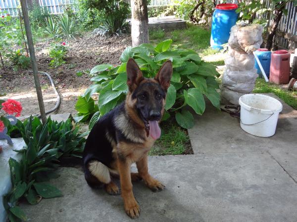 Isha vom Haus Emy | German Shepherd Dog 