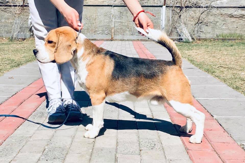 SIMONALAND PLATON | Beagle 