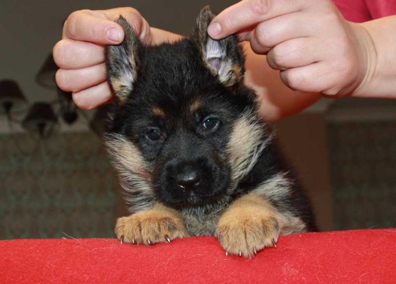 Granislava von Haus Angel | German Shepherd Dog 