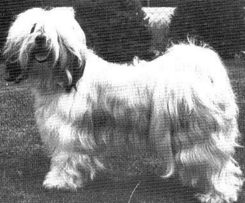 EFFENDI BEN MAZAR-I-SHARIF | Tibetan Terrier 