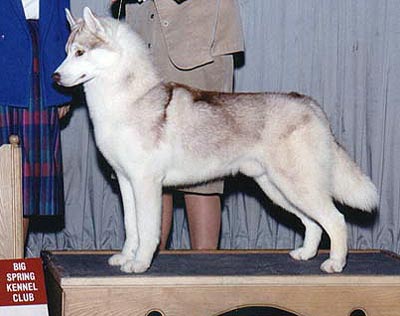 Kaila's Baccarat | Siberian Husky 