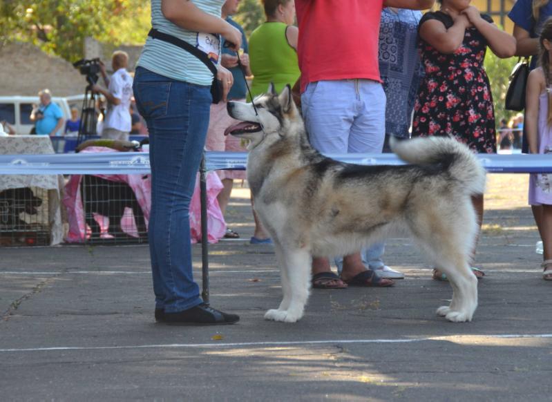 Skazka Iz Alyaski SOLAR ENERGY | Alaskan Malamute 