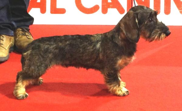 Celestiale Costanza N/D | Dachshund 