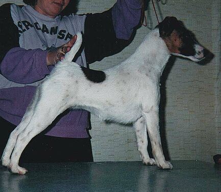 Idea od Rytire Malovce | Smooth Fox Terrier 