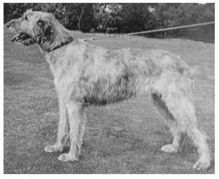 Sulhamstead Fiana | Irish Wolfhound 