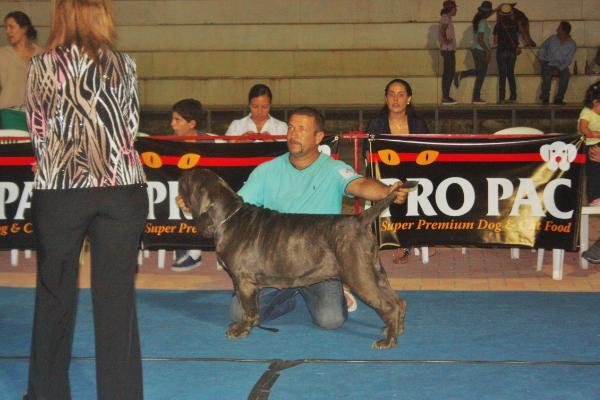 IGUANA DELLA FORZA DEL POLANCO | Neapolitan Mastiff 