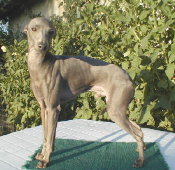 Pinocchio des Princes de Kazan | Italian Greyhound 