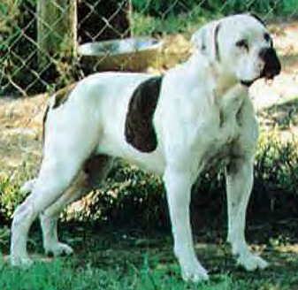 johnson's tosh zula | Olde English Bulldogge 