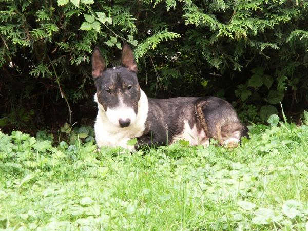 Tibi Tabi Kanaszta | Miniature Bull Terrier 