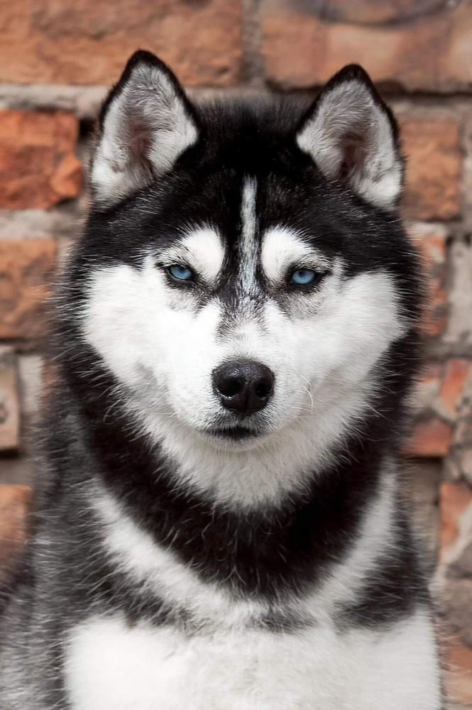 Polar Night Rock N Roll Dlya Volchey Reki | Siberian Husky 