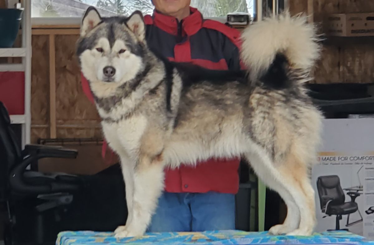 Canamarok's Taken By Storm | Alaskan Malamute 