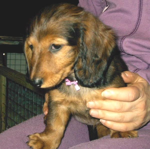 Esmeralda vom Schloß Schönbrunn | Dachshund 