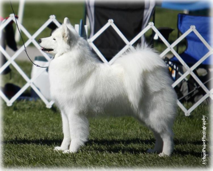 Saratoga's American Glory | Samoyed 